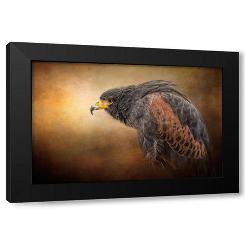 Hawkeye Black Modern Wood Framed Art Print by Parker, Kelley