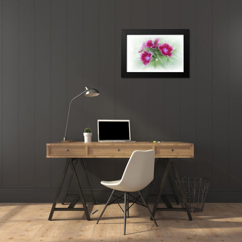 Bachelor Buttons I Black Modern Wood Framed Art Print by Murdock, Ramona