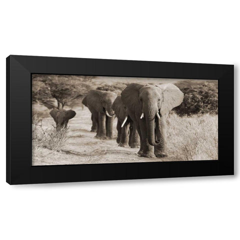 Herd of African Elephants- Kenya Black Modern Wood Framed Art Print by Anonymous
