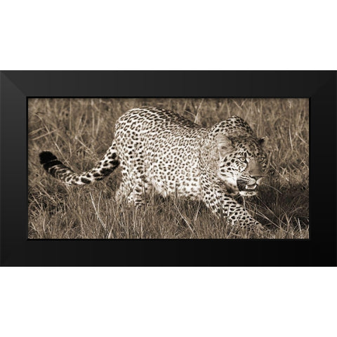 Leopard hunting Black Modern Wood Framed Art Print by Pangea Images