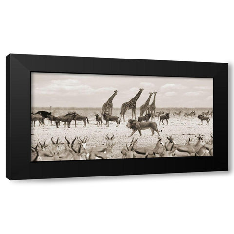 Sovereign passing by (Masai Mara-BW) Black Modern Wood Framed Art Print by Pangea Images