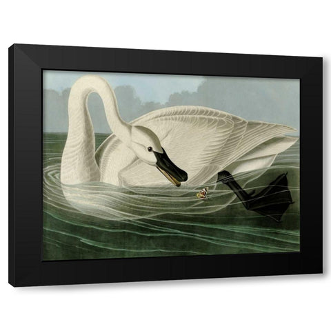 Trumpeter Swan Black Modern Wood Framed Art Print with Double Matting by Audubon, John James
