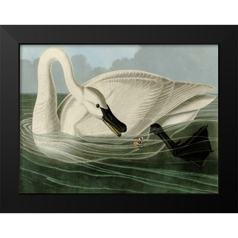 Trumpeter Swan Black Modern Wood Framed Art Print by Audubon, John James