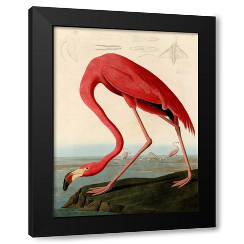 American Red Flamingo Black Modern Wood Framed Art Print with Double Matting by Audubon, John James