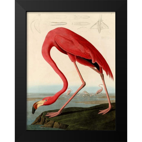 American Red Flamingo Black Modern Wood Framed Art Print by Audubon, John James