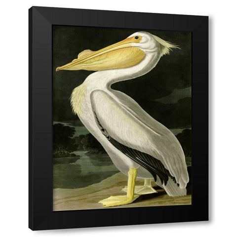 American White Pelican Black Modern Wood Framed Art Print with Double Matting by Audubon, John James