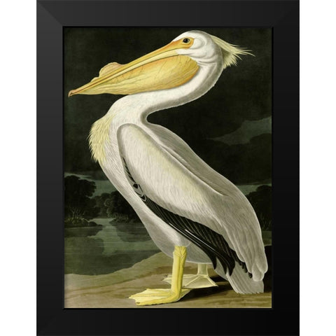 American White Pelican Black Modern Wood Framed Art Print by Audubon, John James