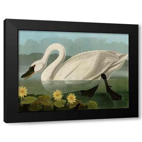 Common American Swan Black Modern Wood Framed Art Print with Double Matting by Audubon, John James