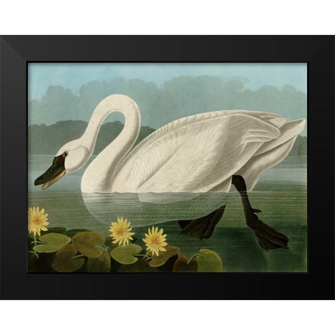 Common American Swan Black Modern Wood Framed Art Print by Audubon, John James
