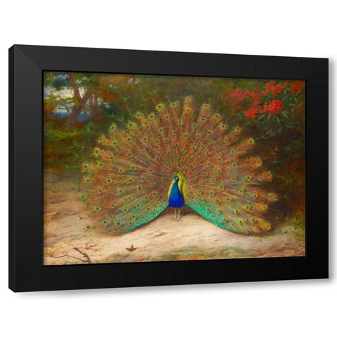 Peacock and Peacock Butterfly Black Modern Wood Framed Art Print by Thorburn, Archibald
