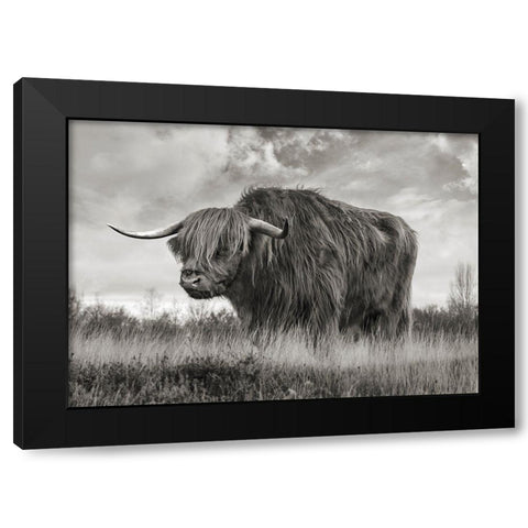 Scottish Highland Bull (BW) Black Modern Wood Framed Art Print by Pangea Images