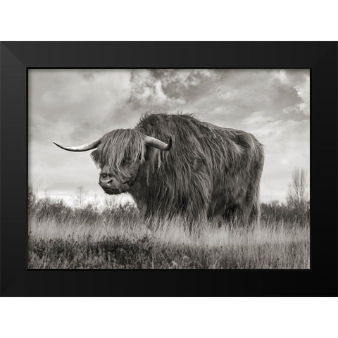 Scottish Highland Bull (BW) Black Modern Wood Framed Art Print by Pangea Images