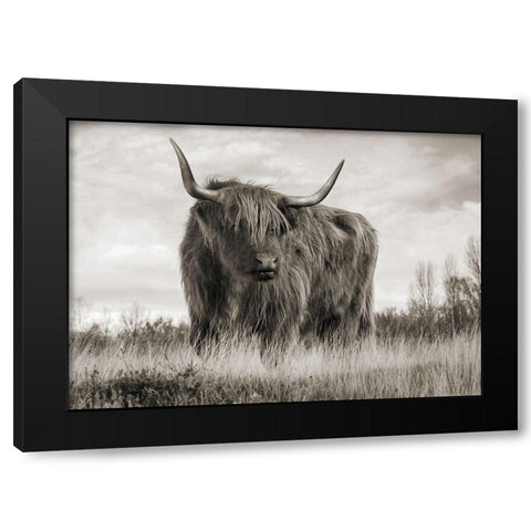 Scottish Highland Cattle (BW) Black Modern Wood Framed Art Print by Pangea Images