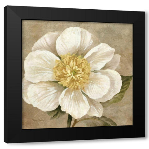 Up Close Cream Rose Black Modern Wood Framed Art Print by Gladding, Pamela