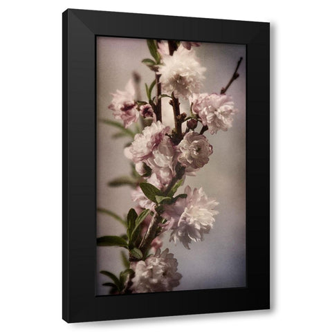 Blossoming Almond 1 Black Modern Wood Framed Art Print with Double Matting by Greenwood, Julie