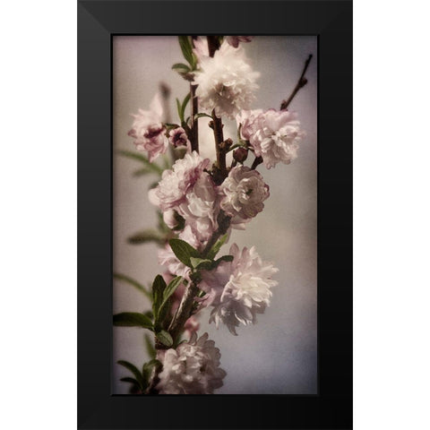 Blossoming Almond 1 Black Modern Wood Framed Art Print by Greenwood, Julie