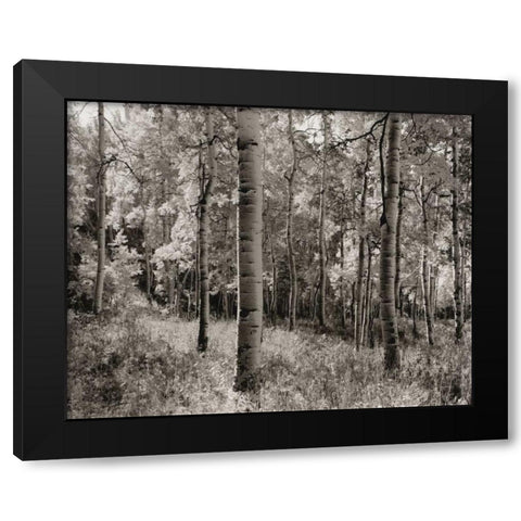 Birch Clearing Black Modern Wood Framed Art Print by Aniballi, Brett