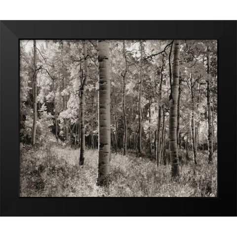 Birch Clearing Black Modern Wood Framed Art Print by Aniballi, Brett
