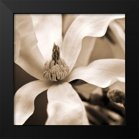 Star Magnolia Black Modern Wood Framed Art Print by Amber Light Gallery