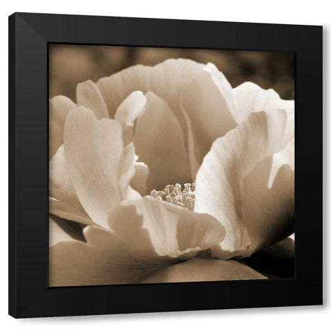 Brilliant Peony Black Modern Wood Framed Art Print by Amber Light Gallery