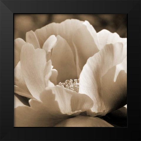 Brilliant Peony Black Modern Wood Framed Art Print by Amber Light Gallery