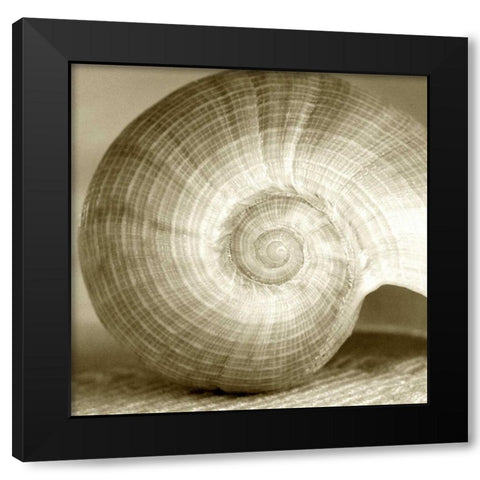 Sepia Shell Life 1 Black Modern Wood Framed Art Print by Amber Light Gallery