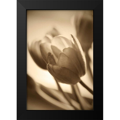Illuminated Tulips 2 Black Modern Wood Framed Art Print by Amber Light Gallery