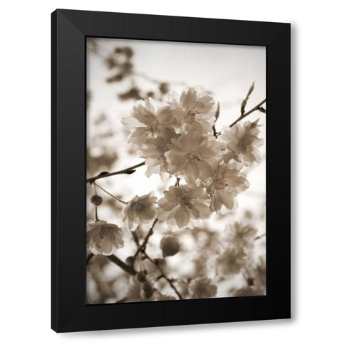 Blossom Twig 1 Black Modern Wood Framed Art Print by Semenza, Marlana