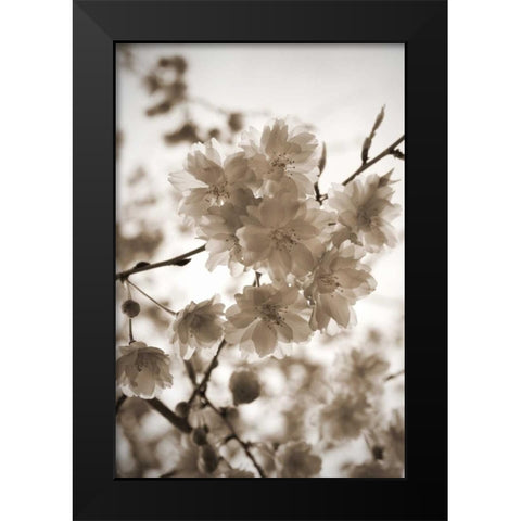 Blossom Twig 1 Black Modern Wood Framed Art Print by Semenza, Marlana
