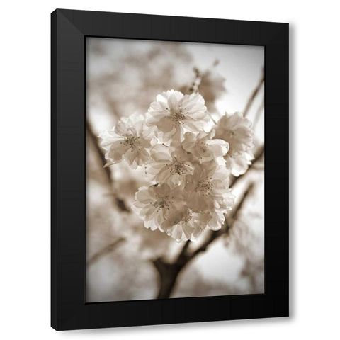 Blossom Twig 2 Black Modern Wood Framed Art Print by Semenza, Marlana