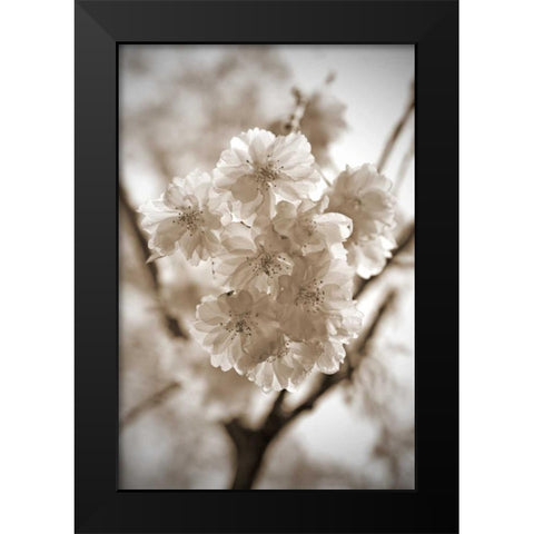 Blossom Twig 2 Black Modern Wood Framed Art Print by Semenza, Marlana