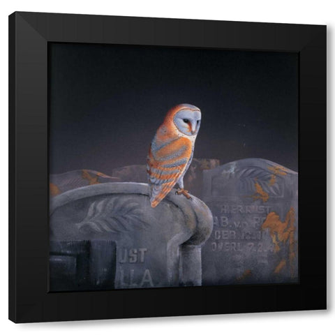 Grafeyard owl Black Modern Wood Framed Art Print by Weenink, Ruud