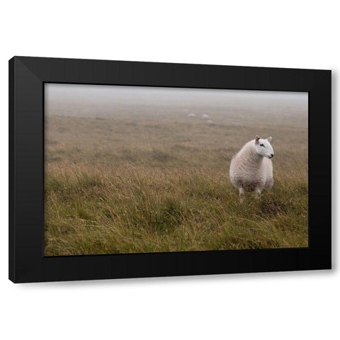 A Sheep standing on grass in mist Black Modern Wood Framed Art Print by Frank, Assaf