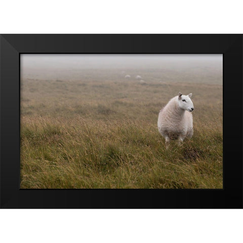 A Sheep standing on grass in mist Black Modern Wood Framed Art Print by Frank, Assaf