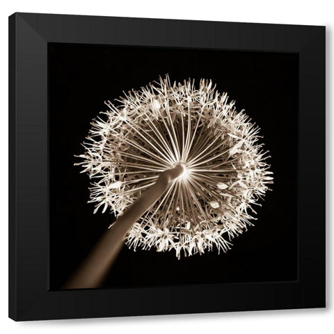 Purple allium flower, close-up (Sepia) Black Modern Wood Framed Art Print by Frank, Assaf