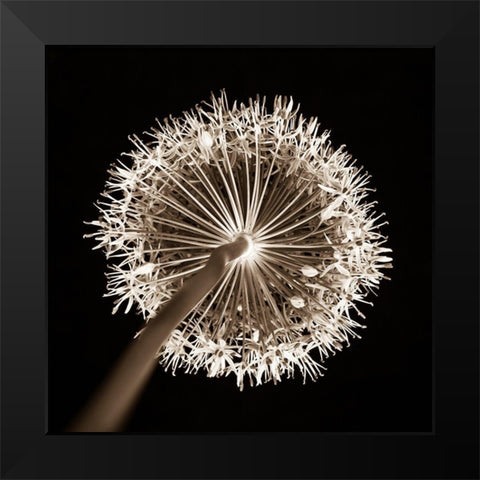 Purple allium flower, close-up (Sepia) Black Modern Wood Framed Art Print by Frank, Assaf