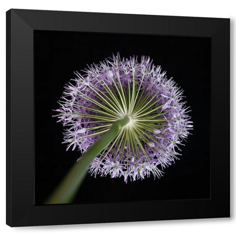 Purple allium flower-close-up Black Modern Wood Framed Art Print by Frank, Assaf