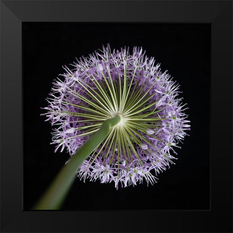 Purple allium flower-close-up Black Modern Wood Framed Art Print by Frank, Assaf