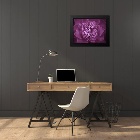 Camellia Flower (Camellia japonica), close-up Black Modern Wood Framed Art Print by Frank, Assaf