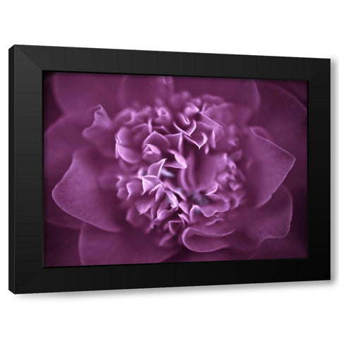Camellia Flower (Camellia japonica), close-up Black Modern Wood Framed Art Print by Frank, Assaf