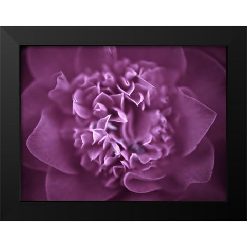 Camellia Flower (Camellia japonica), close-up Black Modern Wood Framed Art Print by Frank, Assaf