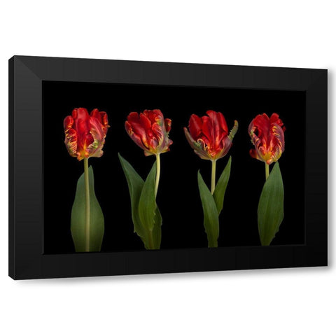 Rococo Tulips Black Modern Wood Framed Art Print with Double Matting by Frank, Assaf