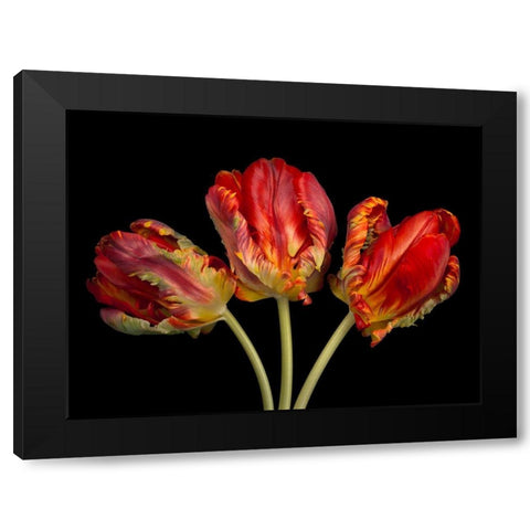 Rococo tulips Black Modern Wood Framed Art Print by Frank, Assaf