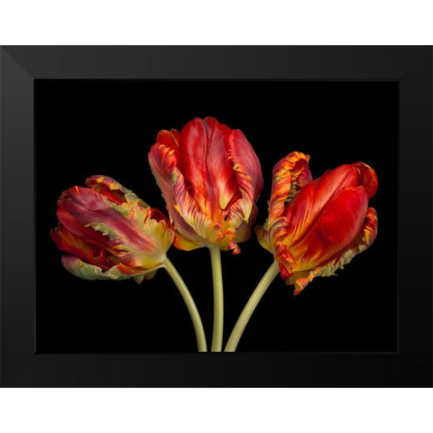 Rococo tulips Black Modern Wood Framed Art Print by Frank, Assaf