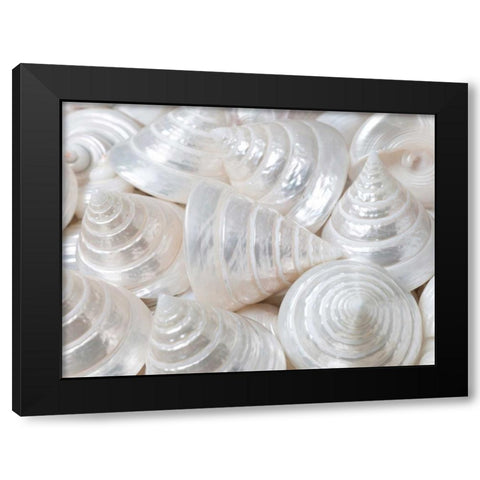 Pearl Troca sea shells close-up Black Modern Wood Framed Art Print with Double Matting by Frank, Assaf