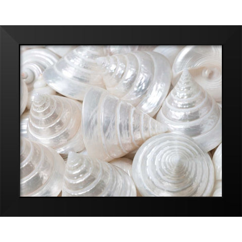 Pearl Troca sea shells close-up Black Modern Wood Framed Art Print by Frank, Assaf