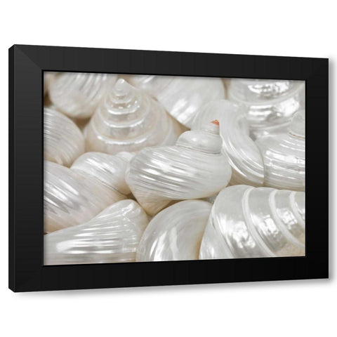 Mixed pearly sea shells close-up Black Modern Wood Framed Art Print with Double Matting by Frank, Assaf