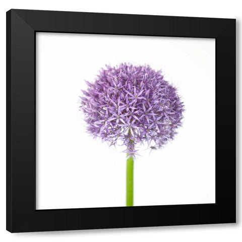 Allium flower close-up Black Modern Wood Framed Art Print by Frank, Assaf