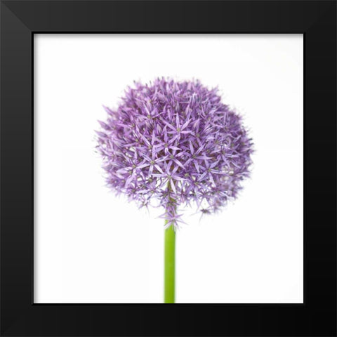 Allium flower close-up Black Modern Wood Framed Art Print by Frank, Assaf