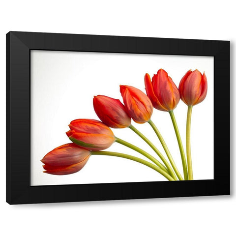 Tulip flowers Black Modern Wood Framed Art Print by Frank, Assaf